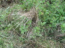 Wiesenpieper Nest